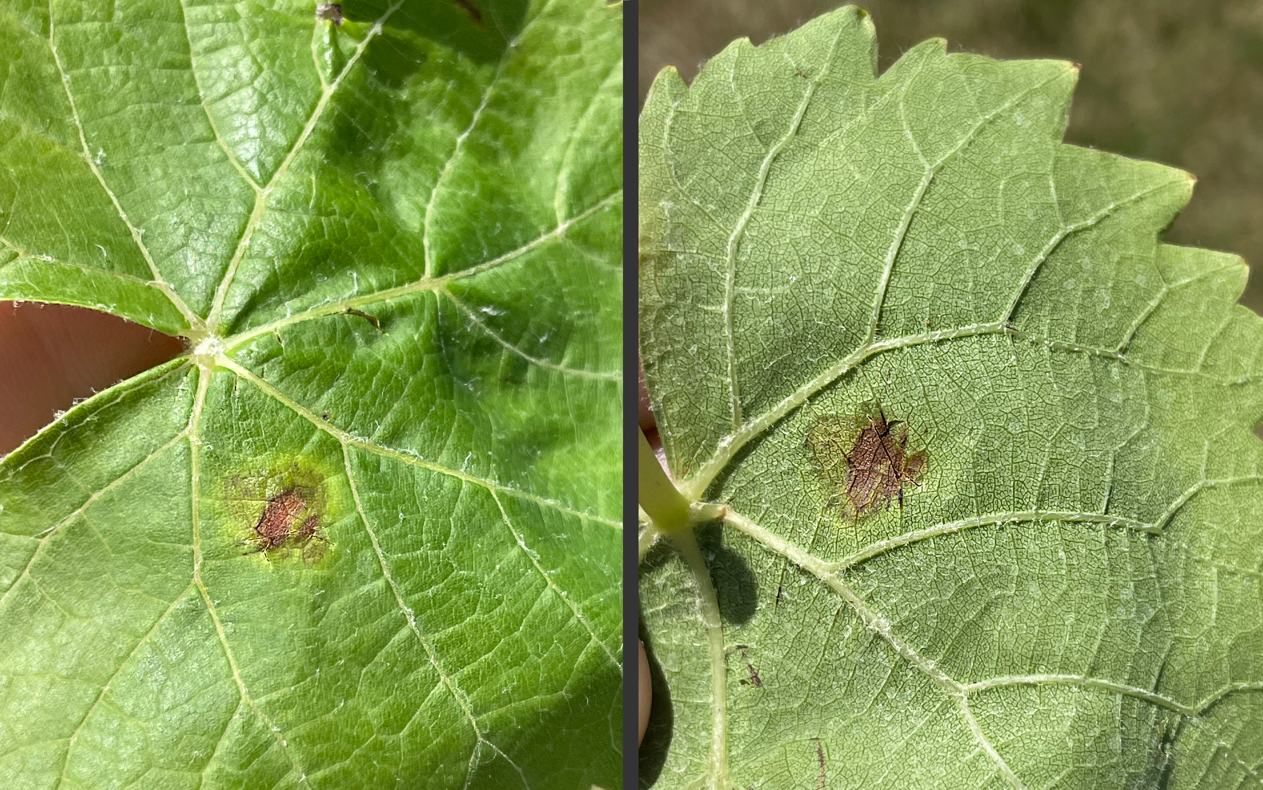 Downy mildew on grape.